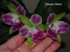 Cattleya alaorii X C. Schroderae